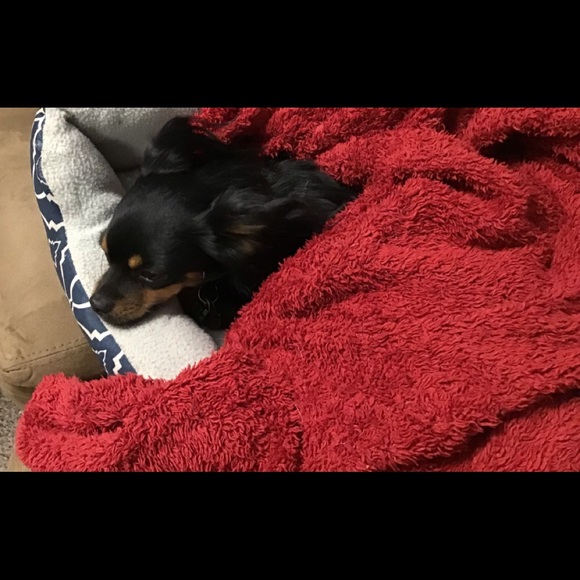 I Got A New Dog .. this is Petey - Picture 5 of 8